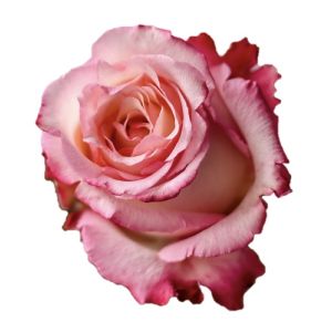 Climax Premium Bicolor Pink Rose