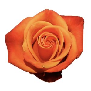Confidential Premium Orange Rose