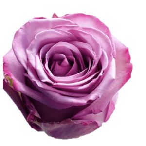 Cool Water Premium Lavender Rose