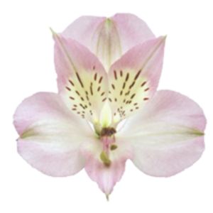 Dubai Select Light Pink Alstroemeria