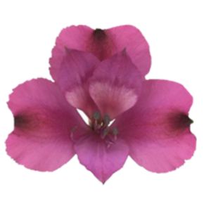 Labonita Select Purple Alstroemeria