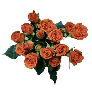 Babe Orange Spray Roses