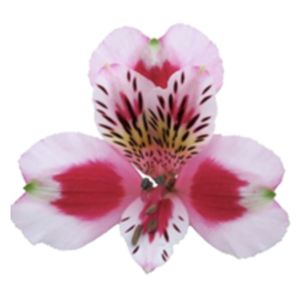 Sweetheart Super Select Red Alstroemeria