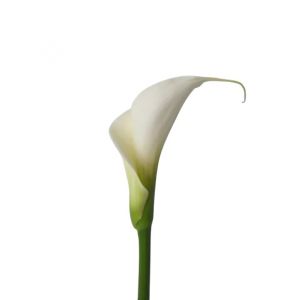 MDAY 2024 Extra White Calla Lily