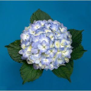 Select Blue Hydrangea