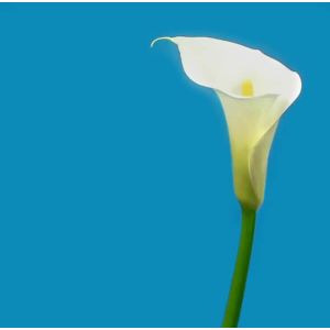 Premium White Calla Lily