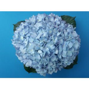 Jumbo Blue Hydrangea