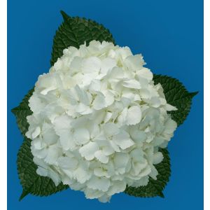 Jumbo White Hydrangea