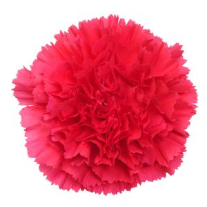 MDAY 2024 Bizet Select Hot Pink Carnation