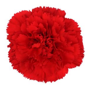 MDAY 2024 Don Pedro Fancy Red Carnation