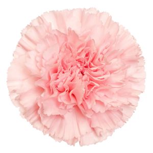 MDAY 2024 Jodie Select Light Pink Carnation