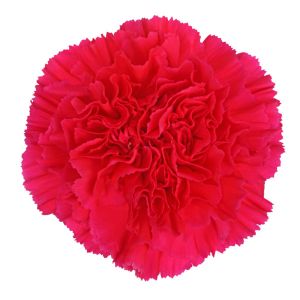 MDAY 2024 Ravel Fancy Hot Pink Carnation