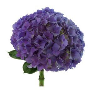 MDAY 2024 Premium Lavender Hydrangea