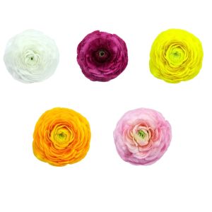 MDAY 2024 Ranunculus Assorted Colors