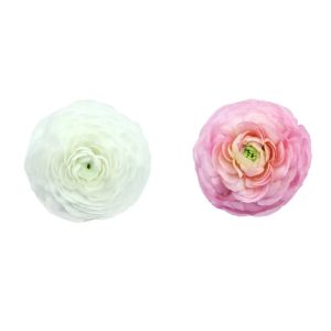 MDAY 2024 Ranunculus Pink and White