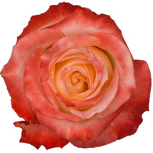 Cabaret Bicolor Pink Rose