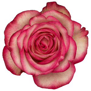 Carousel Bicolor Rose
