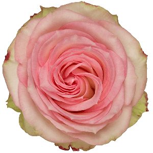 Esperance Bicolor Pink Rose
