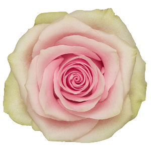 Frutteto Light Pink Rose