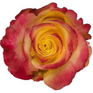 Hot Merengue Bicolor Yellow Rose