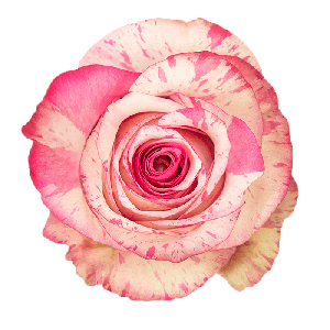 Magic Times Bicolor Pink Rose