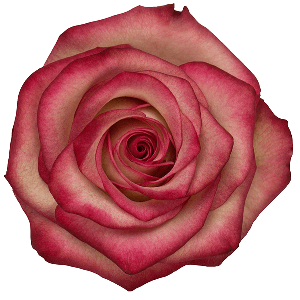 Paloma Bicolor Pink Rose
