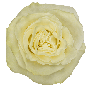 Mondial Cream Rose