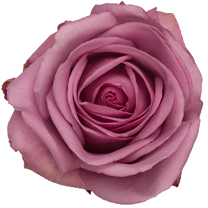 Cool Water Lavender Rose