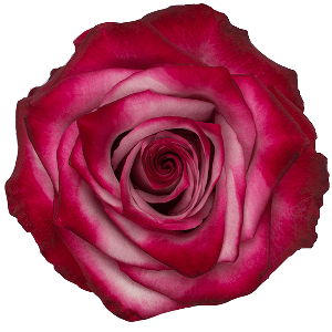 Deep Purple Lavender Rose
