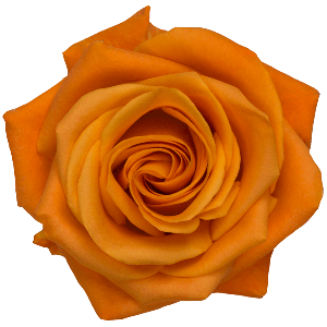Nexus Orange Rose