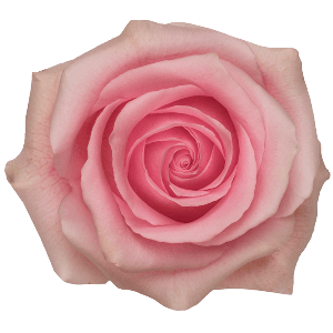 Luciano Pink Rose