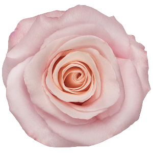 Mother Of Pearl Pink Rose