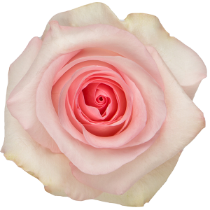 Nena Pink Rose