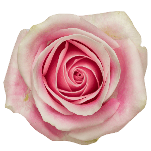 Rosita Vendela Pink Rose