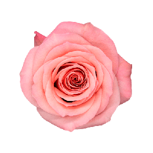 Sweet Mama Pink Rose