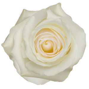 Blizzard White Rose