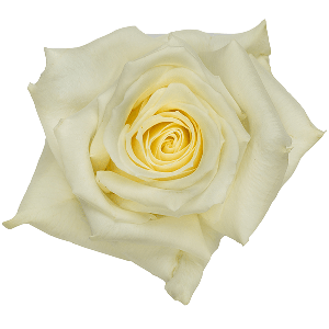 Escimo White Rose