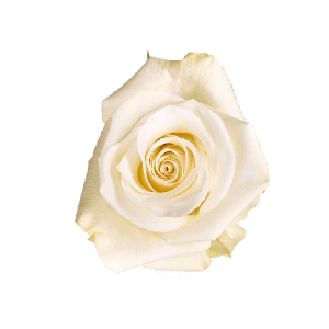 Mia White Rose