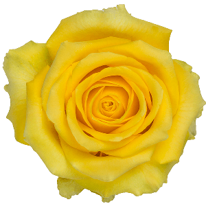 High And Exotic Yellow Rose