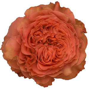 Coral Xpression Coral Garden Look Roses