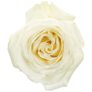 Cotton Xpression Cream Garden Look Roses