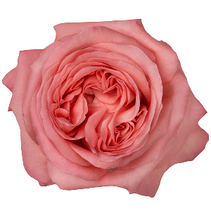 Pink Xpression Light Pink Garden Look Roses