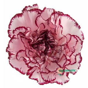 Carnation Francine Bicolor 