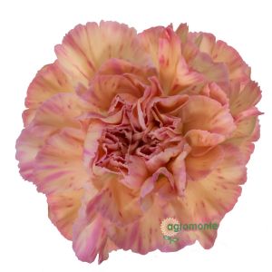 Carnation Gioia Bicolor 