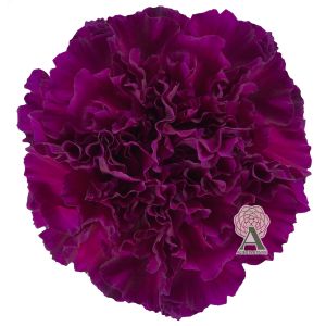 Carnation Golem Purple 