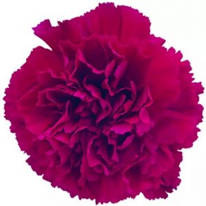 MDAY 2024 Carnation Golem Purple 