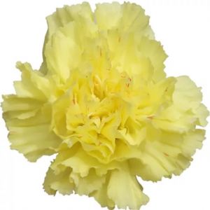Carnation Hermes Yellow 