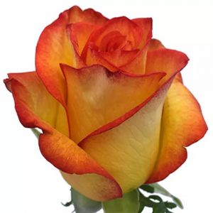 High and Magic Bicolor Rose