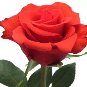 Hot Nina Orange Rose