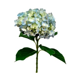 Premium Blue Hydrangea